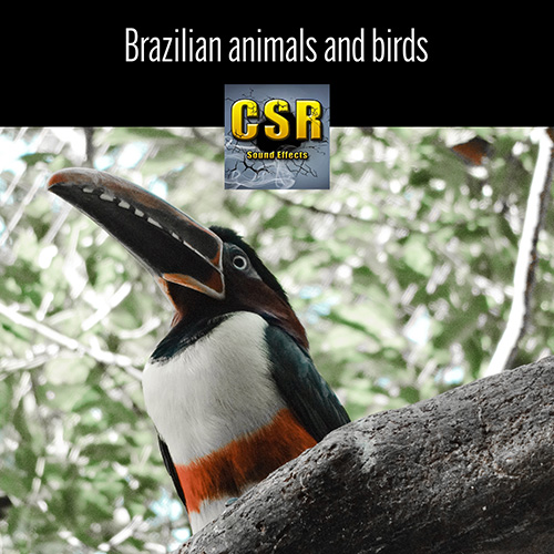 Brazilian animals and birds album cover