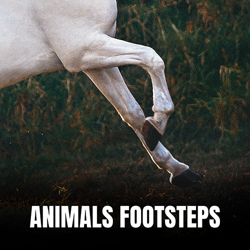 Animals Footsteps album cover