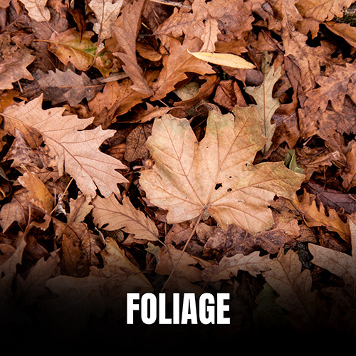 Foliage album cover