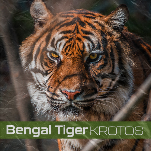 Bengal Tiger - Grunt, Half Roar, Aggressive by Krotos | Royalty Free Sound  Effects Track 