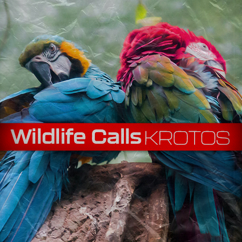 Wildlife Calls album cover