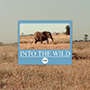 Into the Wild album cover