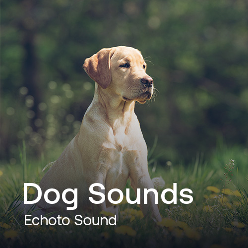 Dog Sounds album cover