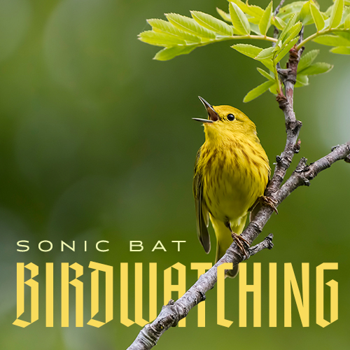Birdwatching album cover