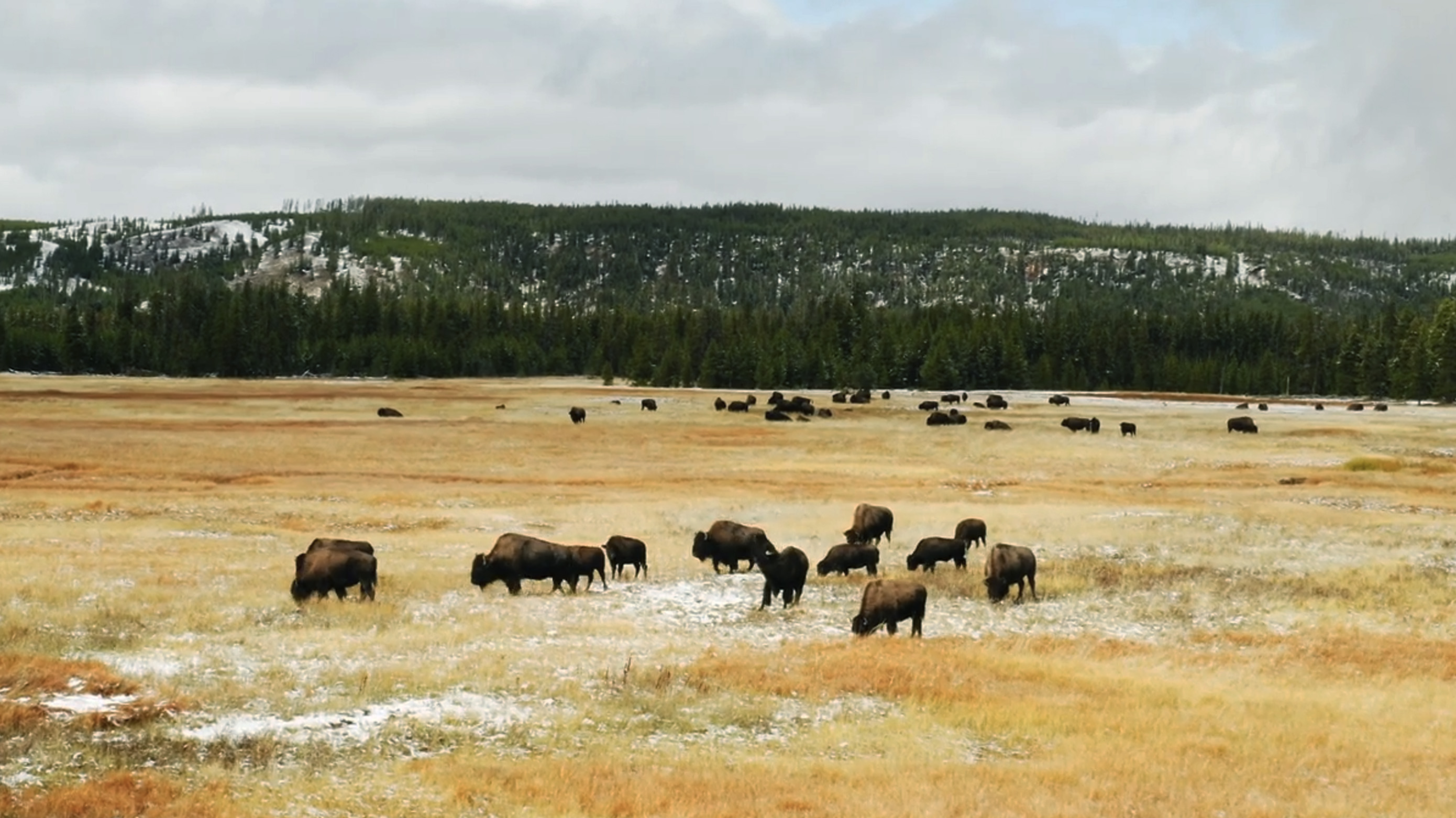 Yellowstone nature